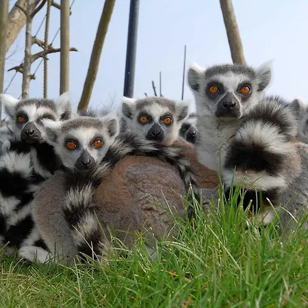 Ree Park Safari