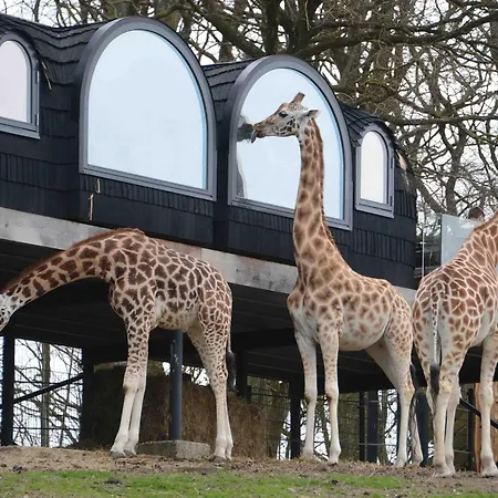 Ree Park Safari * אבלטופט
