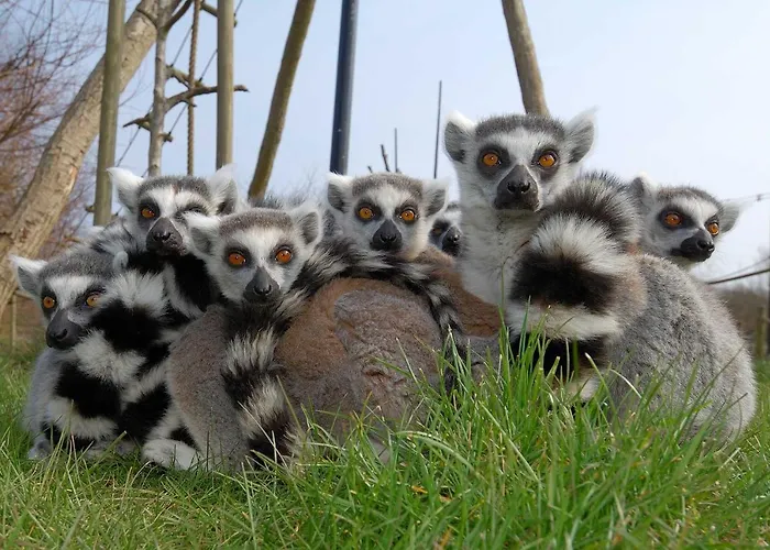 Ree Park Safari