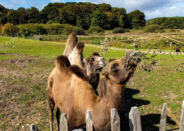 Feriegård Ree Park Safari